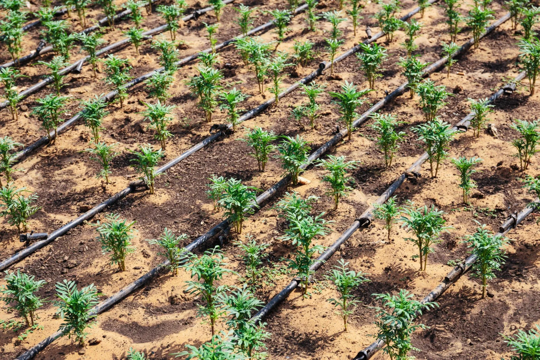 Plants and Agricultural Support